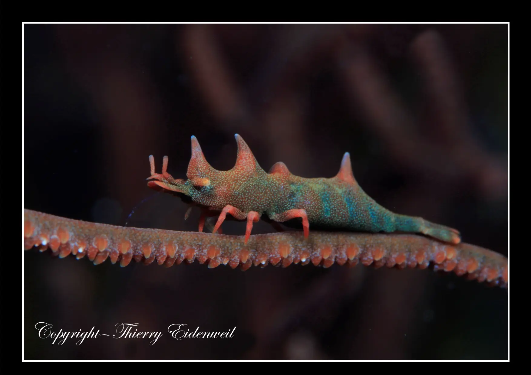 Anilao Macro Dive Media Highlight